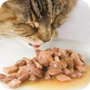Wet Pet Food